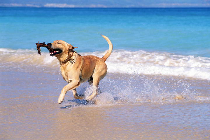 dog-beach-italia-detercom-professional