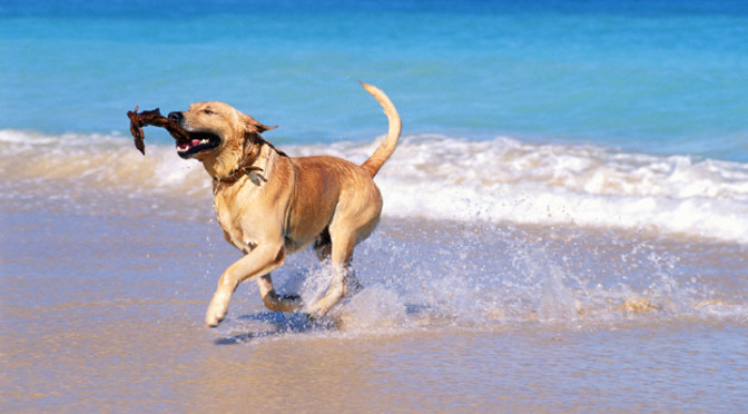 Spiagge pet-friendly, ecco le migliori in Italia!